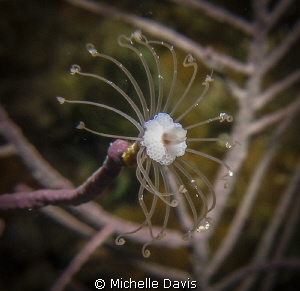 Solitary Gorgonian Hydroid by Michelle Davis 